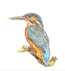 The Fishing King ( Kingfisher) by Nicola Gillyon