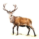 The Monarch Stag By Nicola Gillyon