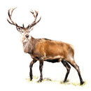 The Monarch Stag By Nicola Gillyon