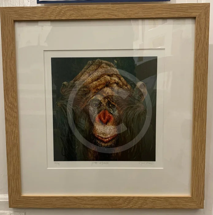 The Sting Chimpanzee / Monkey Print by Amanda Stratford framed 