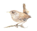 Titch, (Wren) by Nicola Gillyon, Limited Edition Print
