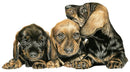 Trouble Ahead By Nicola Gillyon 300 X 400Mm / White Mount