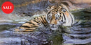 Who’s There, Limited Edition Wildlife Big Cat Lion Print by Lyndsey Selley