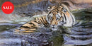 Who’s There, Limited Edition Wildlife Big Cat Lion Print by Lyndsey Selley