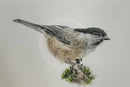 Willow Tit, Limited Edition Print by Nicola Gillyon - 14 x 11’’ - Limited Edition Print