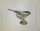 Willow Tit, Limited Edition Print by Nicola Gillyon - 14 x 11’’ - Limited Edition Print