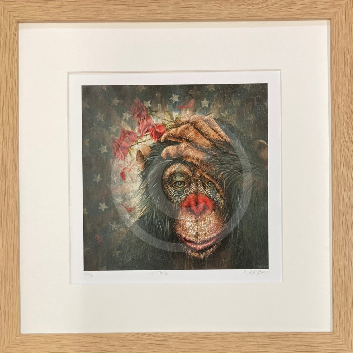 Wilted, Chimp / Monkey Print by Amanda Stratford