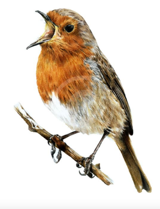 Winter’s Song, Robin by Nicola Gillyon