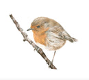 Winter’s Warbler (Robin) by Nicola Gillyon