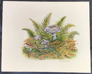 Toadstools, Original Botanical Miniature by Natalja Olejnicka - Original Artwork