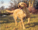 Yellow Labrador By Frederick Haycock