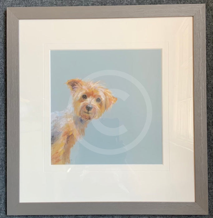 Yorkie by Nicky Litchfield - Yorkshire Terrier Dog Print