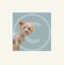 Yorkie by Nicky Litchfield