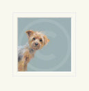 Yorkie by Nicky Litchfield