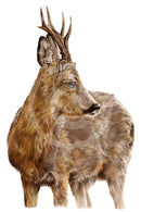 Young Buck, Stag by Nicola Gillyon
