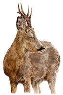 Young Buck, Stag by Nicola Gillyon