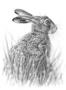 Young Hare By Nolon Stacey