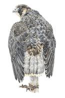 Young Wanderer Bird Of Prey By Nicola Gillyon