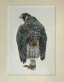 Young Wanderer Bird of Prey, Limited Edition Print by Nicola Gillyon - 14x11’’ - Limited Edition Print