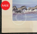 Zebra In Water, Limited Edition Zebra Print by Lyndsey Selley
