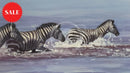 Zebra In Water, Limited Edition Zebra Print by Lyndsey Selley