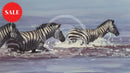 Zebra In Water, Limited Edition Zebra Print by Lyndsey Selley