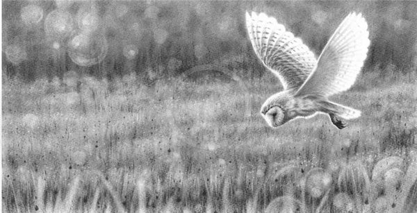 Barn Owl Hunting Ii By Nolon Stacey