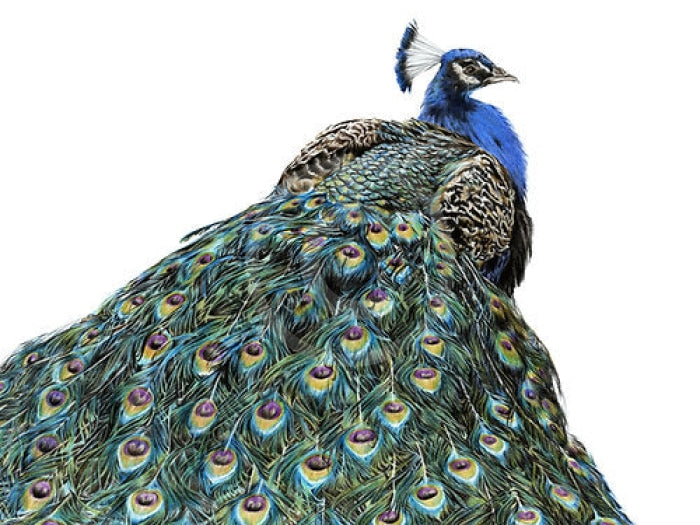 Beauty In The Eye Of (Peacock) by Nicola Gillyon