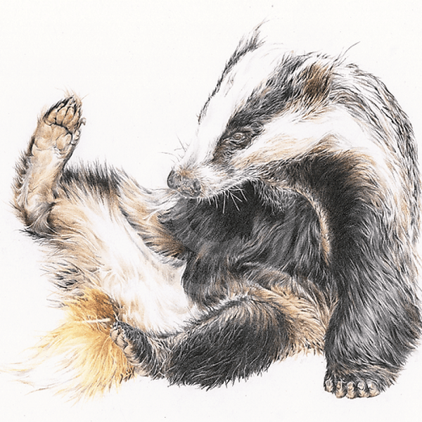 Brock’s Big Itch, Badger Print by Nicola Gillyon