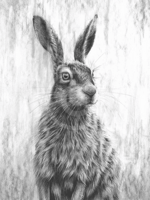 Brown Hare lll by Nolon Stacey