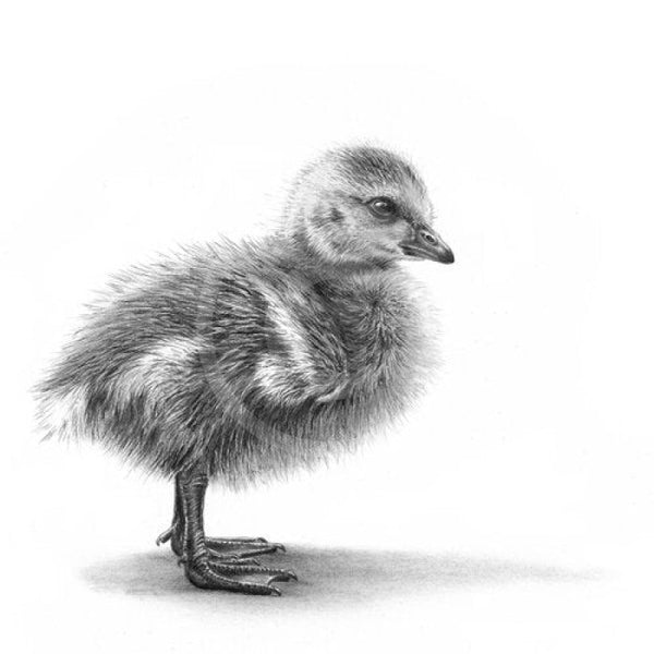 Canada Gosling by Nolon Stacey