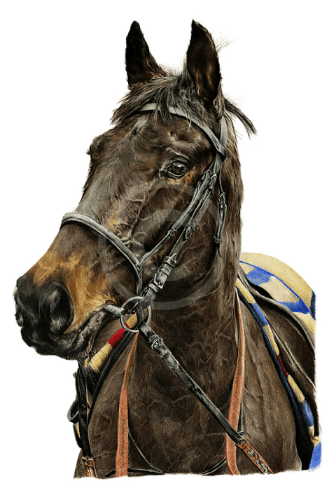 Carlos Horse Print by Nicola Gillyon