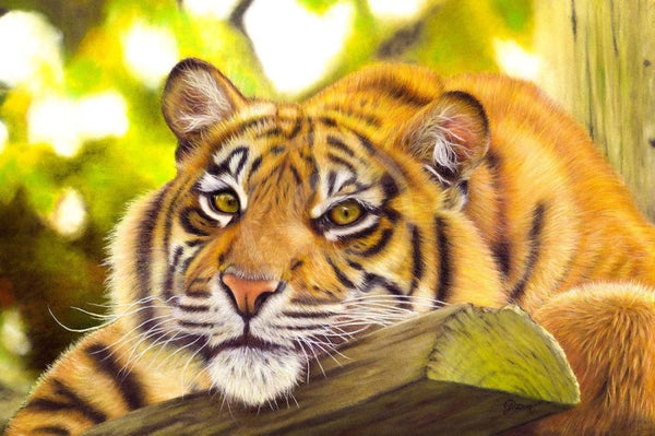 Contemplation (Tiger) by Janine Lees
