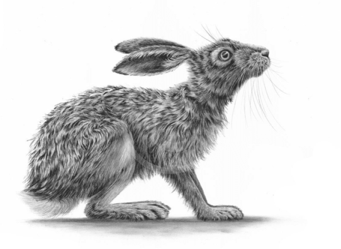 Crouching Hare II by Nolon Stacey