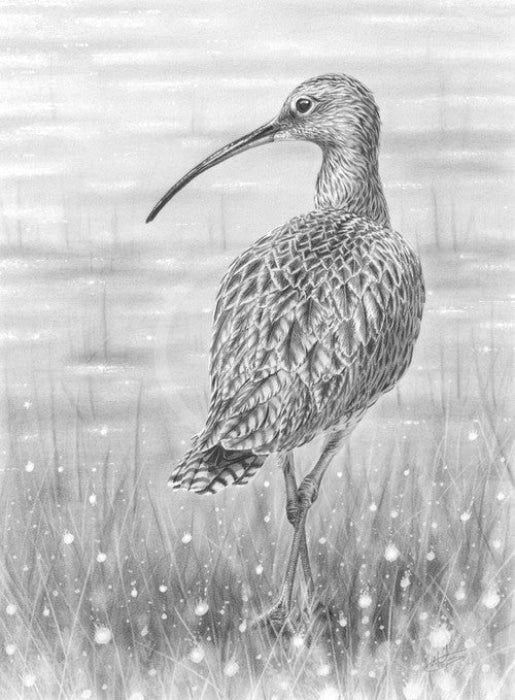 Curlew By Nolon Stacey