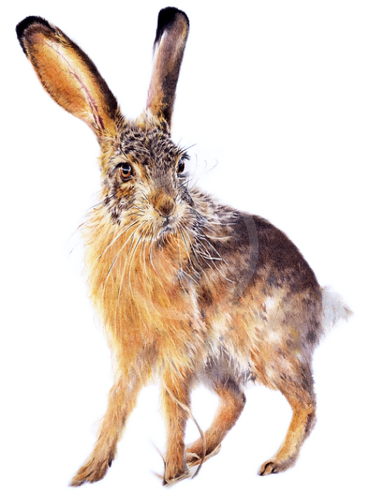 Dawn’s Delight, Hare Print by Nicola Gillyon