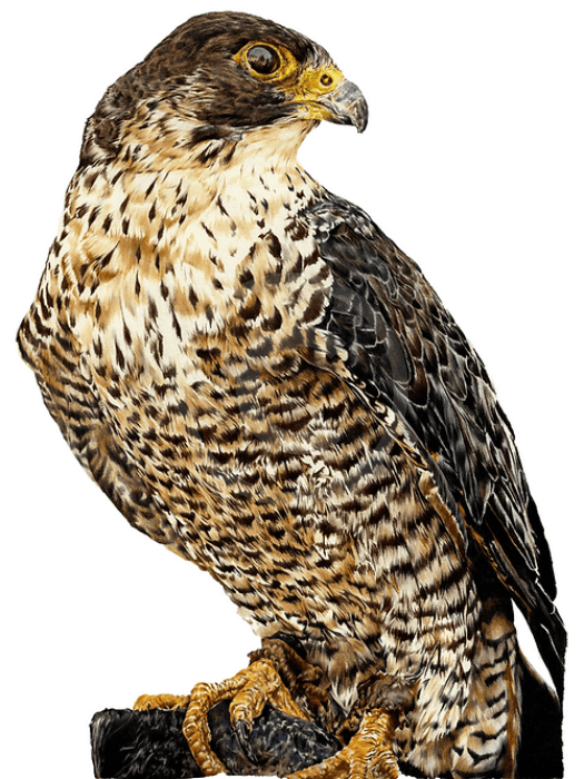 Falconer’s Friend, Bird Of Prey by Nicola Gillyon
