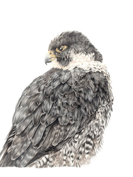 Falcon’s Focus, Bird of Prey by Nicola Gillyon