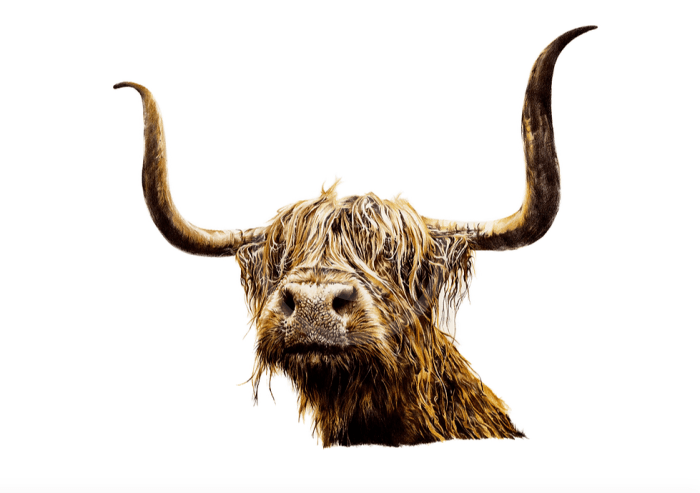 Fearghas (Highland Cow) By Nicola Gillyon