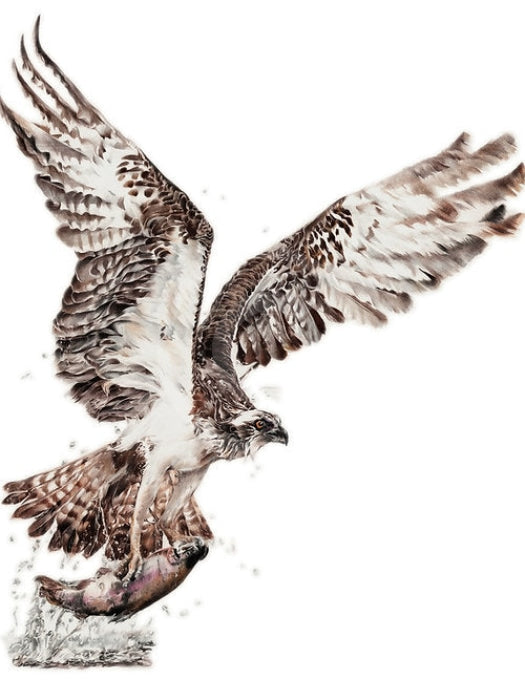 Fly Fishing, Bird Of Prey by Nicola Gillyon