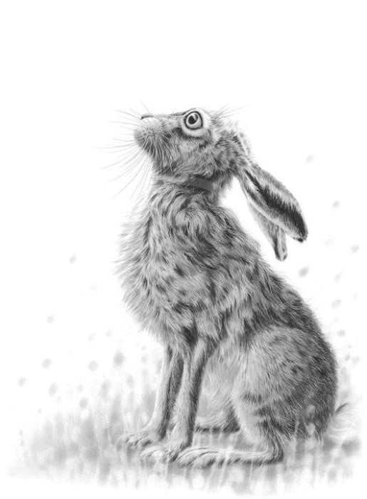 Gazing Hare Ii By Nolon Stacey
