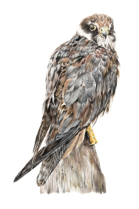Gormag, Bird of Prey by Nicola Gillyon