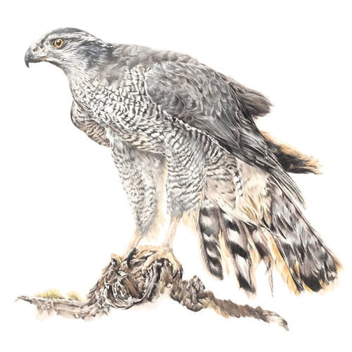 Gosheafoc, Bird of Prey by Nicola Gillyon