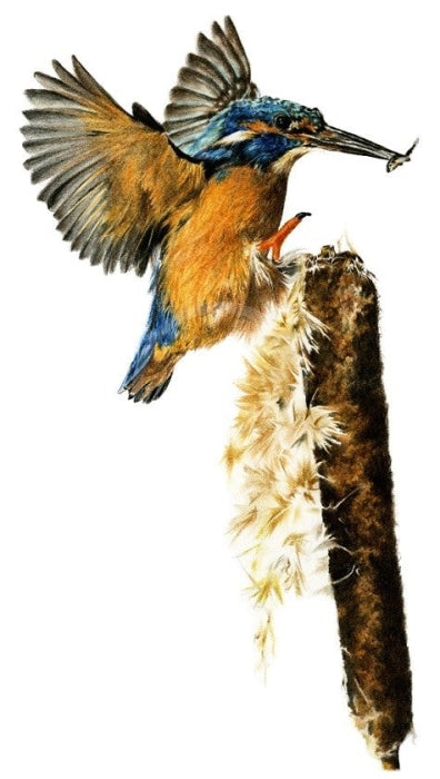 Halcyon Feast (Kingfisher) By Nicola Gillyon 