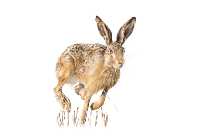 Hare We Go ( Running Hare) by Nicola Gillyon