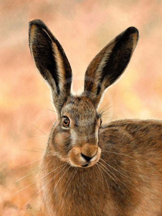 Harriet (Hare) by Janine Lees