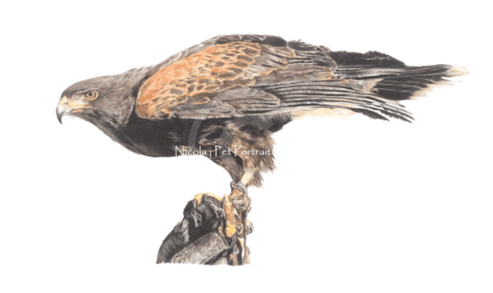 Harris Hawk, Bird of Prey by Nicola Gillyon
