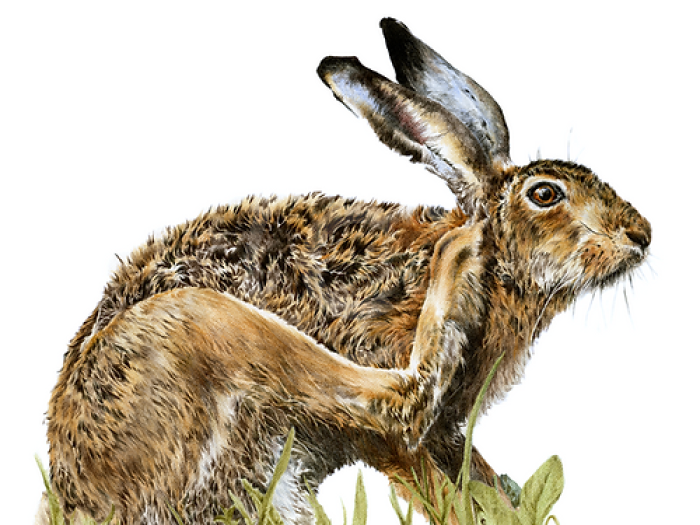 Hartley Hare Print By Nicola Gillyon