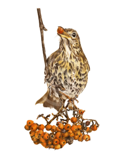 Harvest Delight, Thrush by Nicola Gillyon