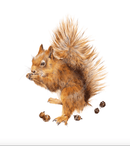 Hazel (Squirrel) by Nicola Gillyon